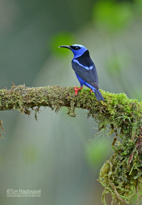 Blauwe suikervogel - Red-legged Honeycreeper - Cyanerpes cyaneus