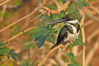 Amazoneijsvogel  - Amazon Kingfisher - Chloroceryle amazona