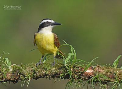 Grote kiskadie - Great Kiskadee - Pitangus sulphuratus