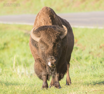 Amerikaanse bizon - Plains bison - Bison bison bison