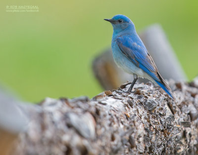 Bergsialia - Mountain Bluebird - Sialia currucoides