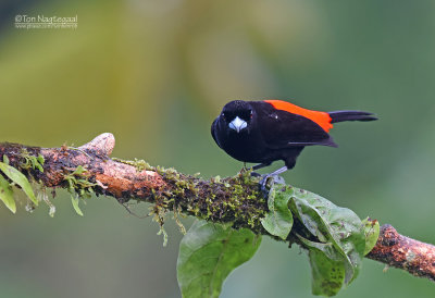 Roodrugtangare - Scarlet-rumped Tanager - Ramphocelus passerinii passerinii