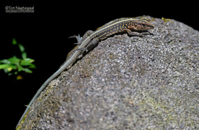 Central American Ameiva - Ameiva festiva occidentalis 