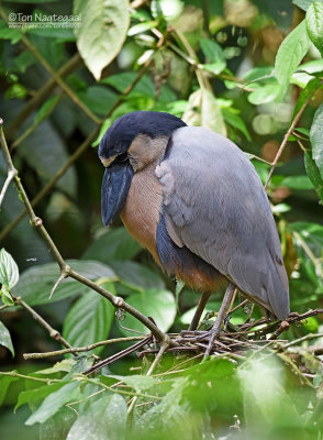 Schuitbekreiger - Boat-billed Heron - Cochlearius cochlearius