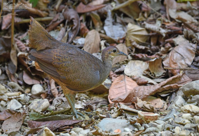 Grote tinamoe - Great Tinamou - Tinamus major fuscipennis