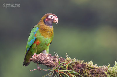 Roodoorpapegaai  - Brown-hooded Parrot - Pyrilia haematotis