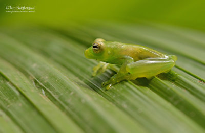 Emerald glas kikker - Emerald Glass Frog - Espadarana prosoblepon