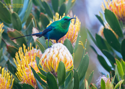 Emeraldhoningzuiger - Malachite Sunbird - Nectarinia famosa