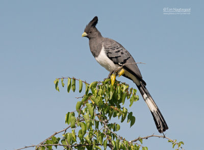 Witbuiktoerako - White-bellied Go-away-bird - Corythaixoides leucogaster