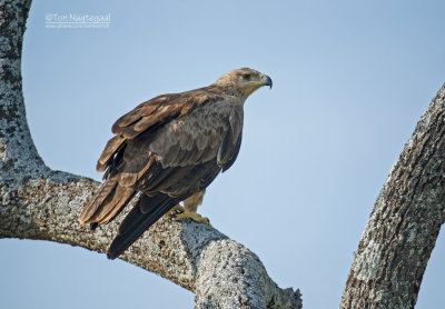 Savanne Arend - Tawny Eagle - Aquila rapax
