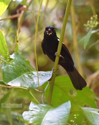 Witschoudertangare - White-shouldered Tanager - Tachyphonus luctuosus