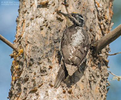 Amerikaanse Drieteenspecht - American Three-toed Woodpecker - Picoides dorsalis dorsalis