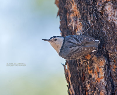 Witborstboomklever - White-breasted Nuthatch - Sitta carolinensis