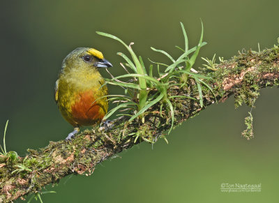 Olijfrugorganist - Olive-backed Euphonia - Euphonia gouldi