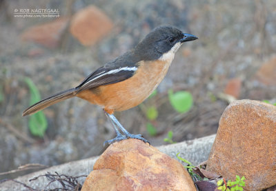 Waterfiskaal - Southern Boubou - Laniarius ferrugineus