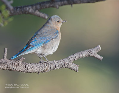 Bergsialia - Mountain Bluebird - Sialia currucoides