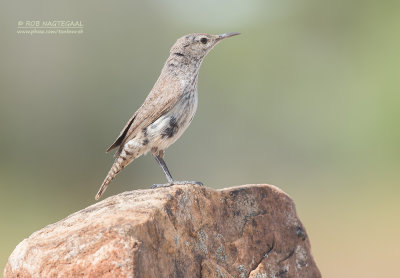 Amerikaanse Rotswinterkoning - Rock Wren - Salpinctes obsoletus obsoletus