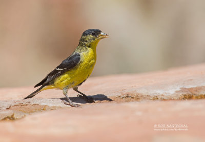 Witbandsijs - Lesser Goldfinch - Spinus psaltria