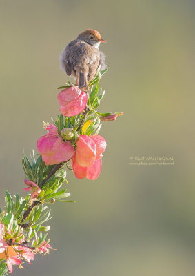 Bruinkopgraszanger - Piping Cisticola - Cisticola fulvicapilla