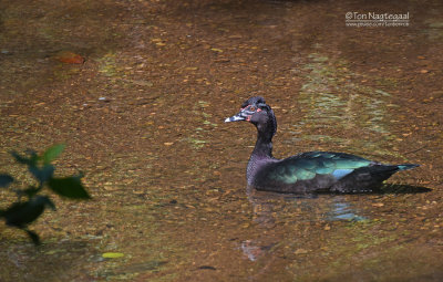 Muskuseend - Muscovy Duck - Cairina moschata