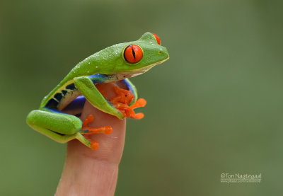 Roodoogmakikikker - Red-eyed Tree Frog - Agalychnis callidryas