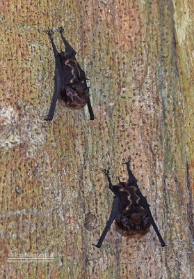 Tweestrepige zakvleermuis - Greater White-lined Bat - Saccopteryx bilineata