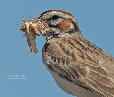 Roodoorgors - Lark Sparrow - Chondestes grammacus strigatus