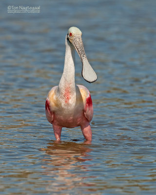 Rode Lepelaar - Roseate spoonbill - Platalea ajaja