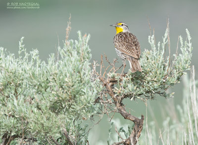 Geelkaakweidespreeuw - Western Meadowlark - Sturnella neglecta