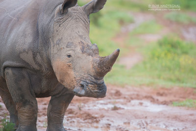 Witte neushoorn - White rhino - Ceratotherium simum