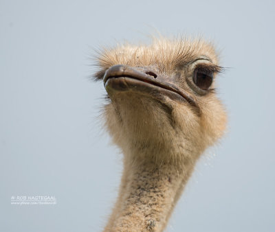 Struisvogel - Ostrich - Struthio camelus australis