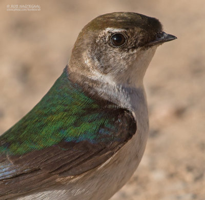 Groene Zwaluw - Violet-green Swallow - Tachycineta thalassina