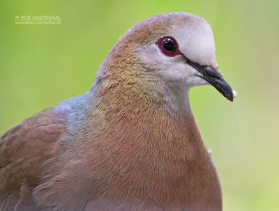 Kaneeltortel - Eastern Lemon Dove - Aplopelia larvata