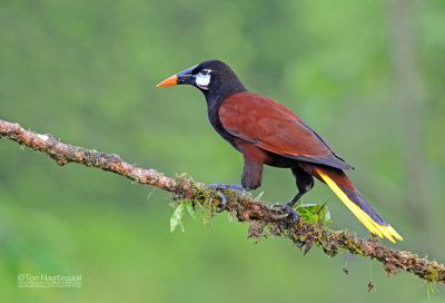 Montezumaoropendola - Montezuma Oropendola - Psarocolius montezuma