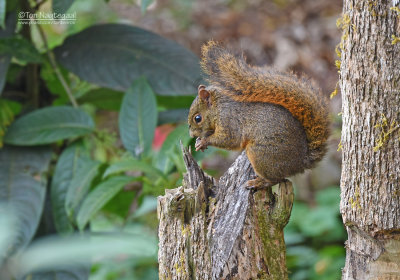 Roodstaartboomeekhoorn - Red-tailed squirrel - Sciurus granatensis