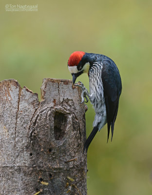 Eikelspecht  - Acorn Woodpecker - Melanerpes formicivorus striatipectus 