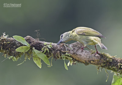 Blauwe suikervogel - Red-legged Honeycreeper - Cyanerpes cyaneus