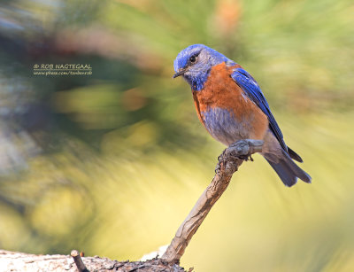 Blauwkeelsialia - Western Bluebird - Sialia mexicana bairdi