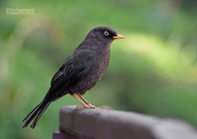 Roetlijster - Sooty Thrush - Turdus nigrescens