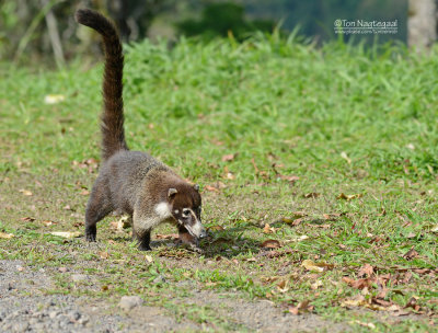 Witsnuitneusbeer - White-nosed Coati - Nasua narica