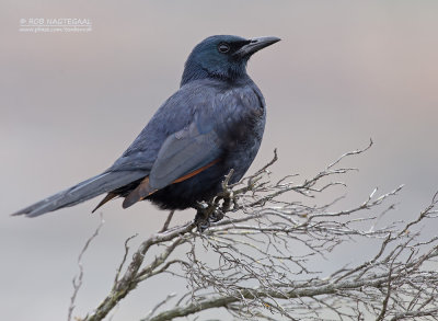 Roodvleugelspreeuw - Red-winged Starling - Onychognathus morio