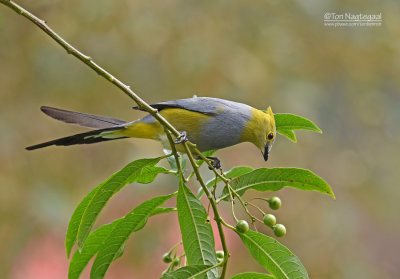 Langstaartzijdevliegenvanger  - Long-tailed Silky-flycatcher - Ptiliogonys caudatus 