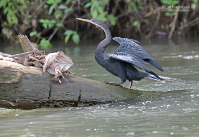 Amerikaanse Slangenhalsvogel - Anhinga - Anhinga anhinga