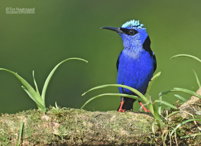 Blauwe suikervogel - Red-legged Honeycreeper - Cyanerpes cyaneus