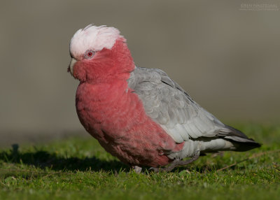 Roze Kaketoe - Galah - Eolophus roseicapilla  pbase