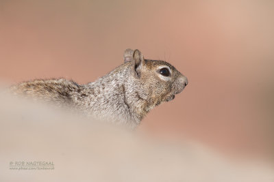 Rotsgrondeekhoorn - Rock squirrel - Otospermophilus variegatus