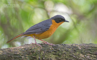 Choristerlawaaimaker - Chorister Robin-Chat - Cossypha dichroa