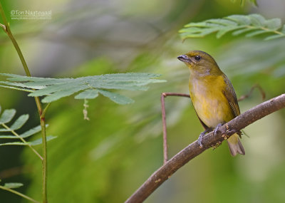 Geelkeelorganist - Yellow-throated Euphonia - Euphonia hirundinacea gnatho