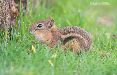 Mantelgrondeekhoorn - Golden-mantled ground squirrel - Callospermophilus lateralis