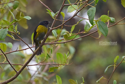 Geelflankzijdevliegenvanger - Black-and-yellow Silky-flycatcher - Phainoptila melanoxantha 